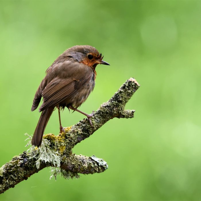 pexels andrew mckie 1258882 2393767